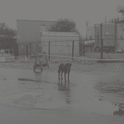 After Its Own Death / Walking in a Spiral Towards the House