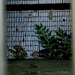 Shigatsu no Wakaba (Zwischenwelt)