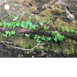 pieces (materials for live performance part I)