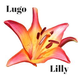 Lilly