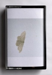 Indole