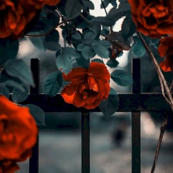 Wake Up Juliet (Acoustic)