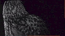 Indifferent Bystander