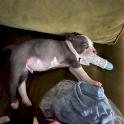 my last song because im done being a rapper