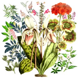 Skælver Fuglenes Vinger